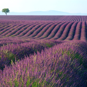 Holland